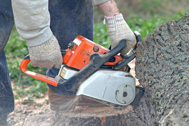 Professional Tree Services in Franklinville, NJ